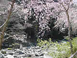 桜満開の福士川